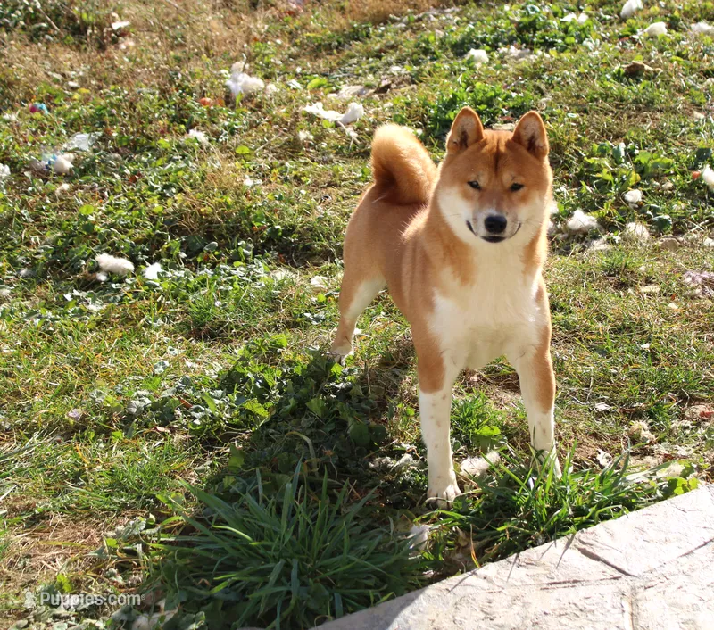 AKC Sphinx  – Shiba Inu puppy for sale in New Bloomfield, PA