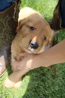 AKC Jack Jack, a male Golden Retriever for sale in New Bloomfield, PA – 4 of 9