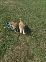 AKC KitKat, a female Shiba Inu for sale in New Bloomfield, PA – 5 of 8