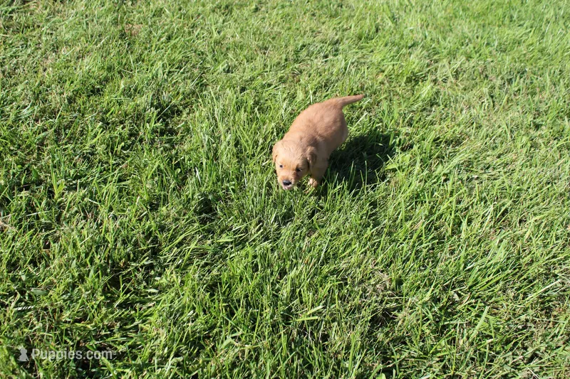 AKC Bonnie – Golden Retriever puppy for sale in New Bloomfield, PA