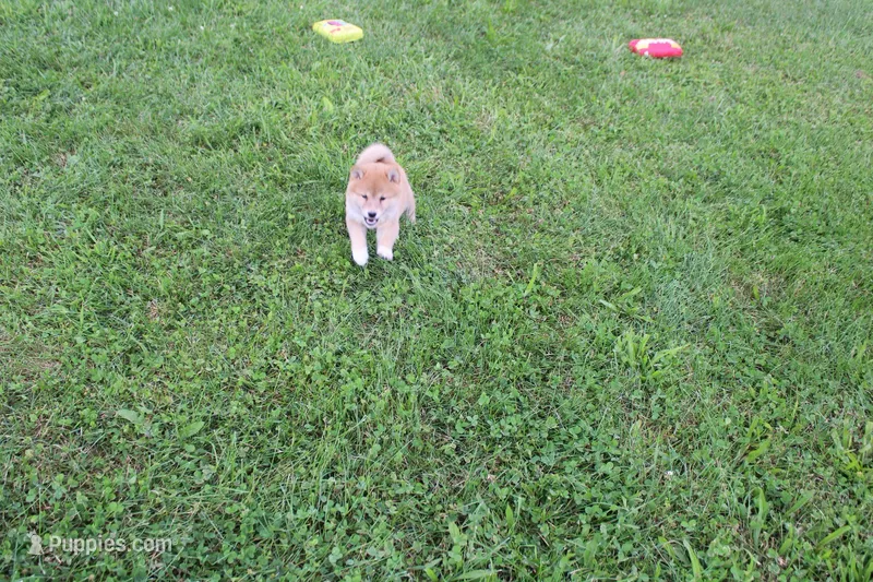 Old Maid – Shiba Inu puppy for sale in New Bloomfield, PA