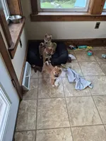 AKC Charmander, a female Shiba Inu for sale in New Bloomfield, PA – 6 of 8