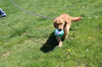Mandy, a female Golden Retriever for sale in New Bloomfield, PA – 9 of 10