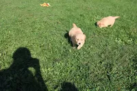 Mandy, a female Golden Retriever for sale in New Bloomfield, PA – 2 of 10