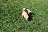 Mandy, a female Golden Retriever for sale in New Bloomfield, PA – 7 of 10