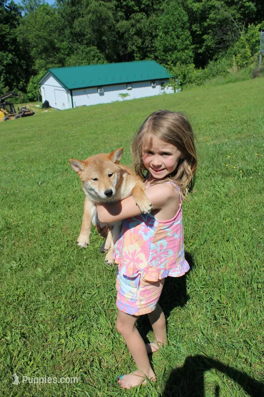 AKC February   – Shiba Inu puppy for sale in New Bloomfield, PA