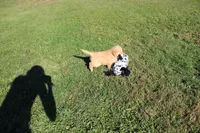 AKC Powerpuff, a female Golden Retriever for sale in New Bloomfield, PA – 2 of 9
