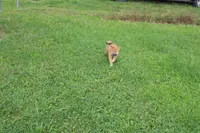 AKC Charmander, a female Shiba Inu for sale in New Bloomfield, PA – 5 of 8