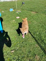 AKC Doodle, a female Shiba Inu for sale in New Bloomfield, PA – 6 of 8