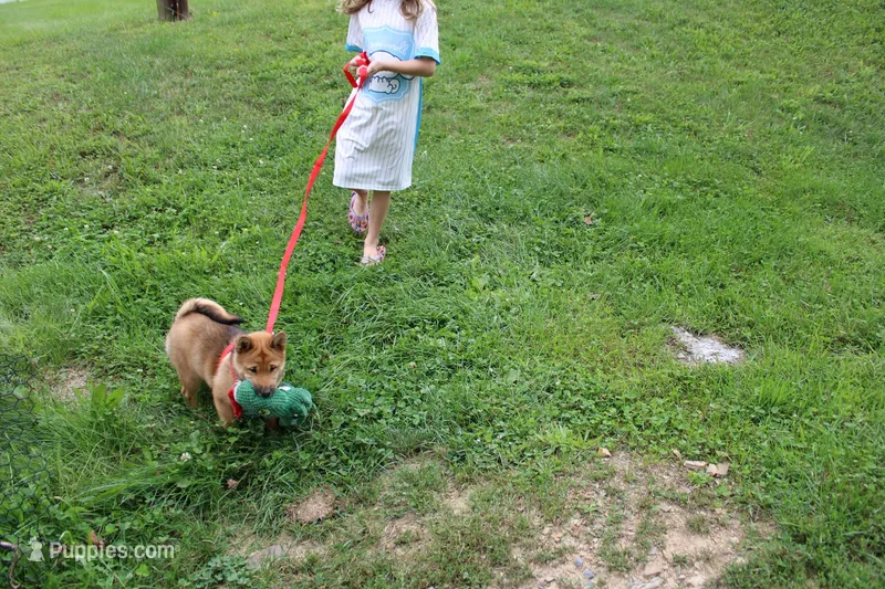 AKC KitKat – Shiba Inu puppy for sale in New Bloomfield, PA