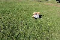 AKC Courage , a female Golden Retriever for sale in New Bloomfield, PA – 5 of 9