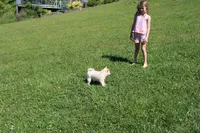 AKC Mary, a female Shiba Inu for sale in New Bloomfield, PA – 2 of 10