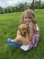 AKC Bob, a male Golden Retriever for sale in New Bloomfield, PA – 5 of 8