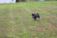 AKC Macchiato , a male Shiba Inu for sale in New Bloomfield, PA – 8 of 9