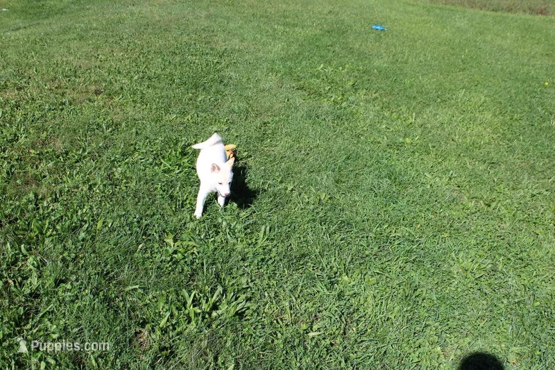 AKC Spongecake  – Shiba Inu puppy for sale in New Bloomfield, PA