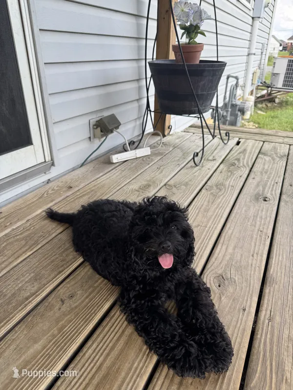 Masise – Cockapoo puppy for sale in Fort Wayne, IN