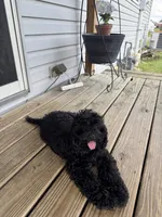 Masise, a female Cockapoo for sale in Fort Wayne, IN – 1 of 8