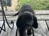 Hershey , a male Cockapoo for sale in Fort Wayne, IN – 8 of 9