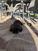 Hershey , a male Cockapoo for sale in Fort Wayne, IN – 4 of 9
