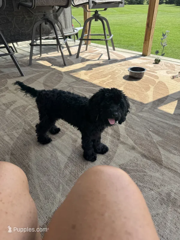 Masise – Cockapoo puppy for sale in Fort Wayne, IN