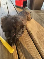 Hershey , a male Cockapoo for sale in Fort Wayne, IN – 5 of 9