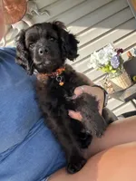 Hershey , a male Cockapoo for sale in Fort Wayne, IN – 3 of 9