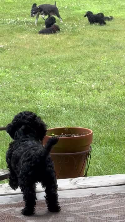 Killer, a male Cockapoo for sale in Fort Wayne, IN – 2 of 3