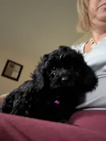 Pinky, a female Cockapoo for sale in Fort Wayne, IN – 2 of 4