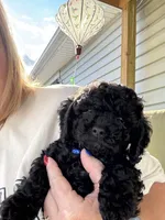 Killer, a male Cockapoo for sale in Fort Wayne, IN – 3 of 3