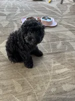 Macy, a female Cockapoo for sale in Fort Wayne, IN – 1 of 7