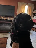 Pinky, a female Cockapoo for sale in Fort Wayne, IN – 4 of 4