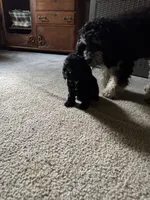 Tinker Bell, a female Cockapoo for sale in Fort Wayne, IN – 3 of 3
