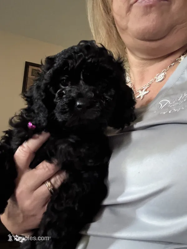Pinky – Cockapoo puppy for sale in Fort Wayne, IN