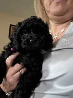 Pinky, a female Cockapoo for sale in Fort Wayne, IN – 1 of 4