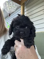Tinker Bell, a female Cockapoo for sale in Fort Wayne, IN – 1 of 3
