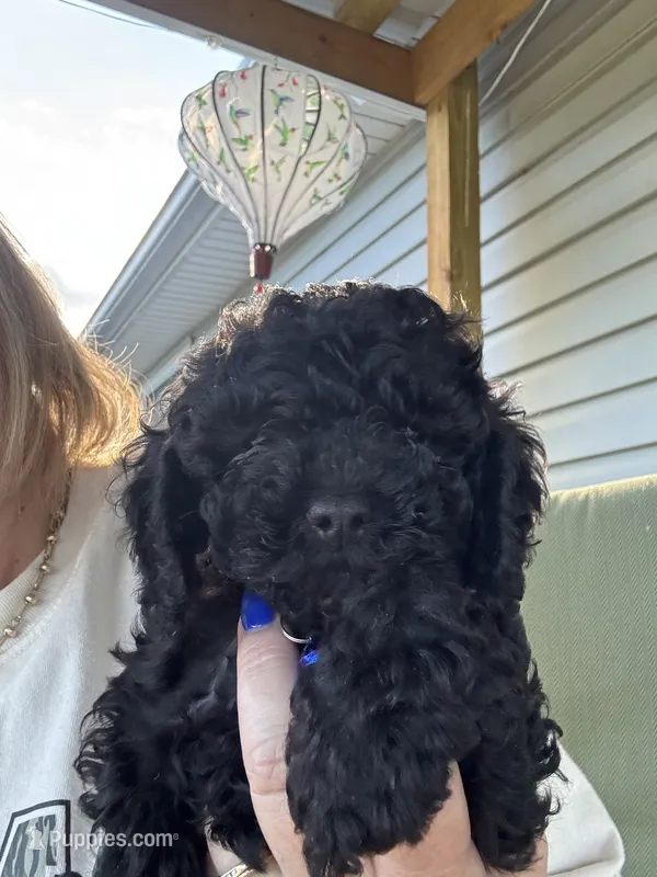 Killer – Cockapoo puppy for sale in Fort Wayne, IN