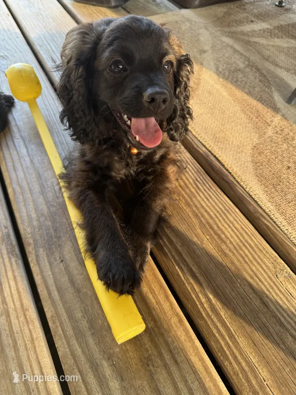Hershey  – Cockapoo puppy for sale in Fort Wayne, IN