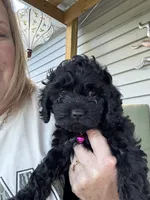 Pinky, a female Cockapoo for sale in Fort Wayne, IN – 3 of 4