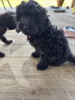 Macy, a female Cockapoo for sale in Fort Wayne, IN – 2 of 7