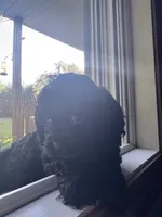 Tinker Bell, a female Cockapoo for sale in Fort Wayne, IN – 2 of 3