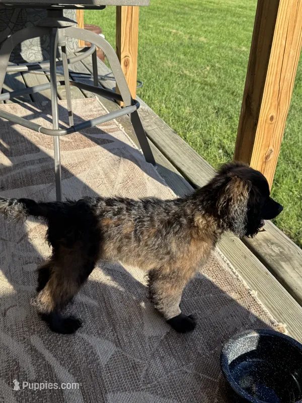 Hershey  – Cockapoo puppy for sale in Fort Wayne, IN