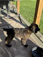 Hershey , a male Cockapoo for sale in Fort Wayne, IN – 1 of 9
