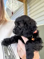 Hershey , a male Cockapoo for sale in Fort Wayne, IN – 2 of 2