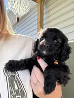 Hershey , a male Cockapoo for sale in Fort Wayne, IN – 1 of 2