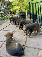 Toffee, a male Belgian Malinois and German Shepherd Dog for sale in Cockeysville, MD – 4 of 6