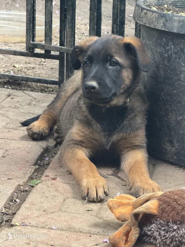 Pepper – Belgian Malinois, German Shepherd Dog puppy for sale in Cockeysville, MD