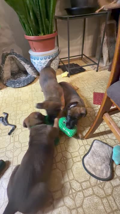 Toffee, a male Belgian Malinois and German Shepherd Dog for sale in Cockeysville, MD – 5 of 6