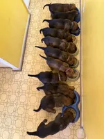 Hughie, a male Belgian Malinois and German Shepherd Dog for sale in Cockeysville, MD – 3 of 5