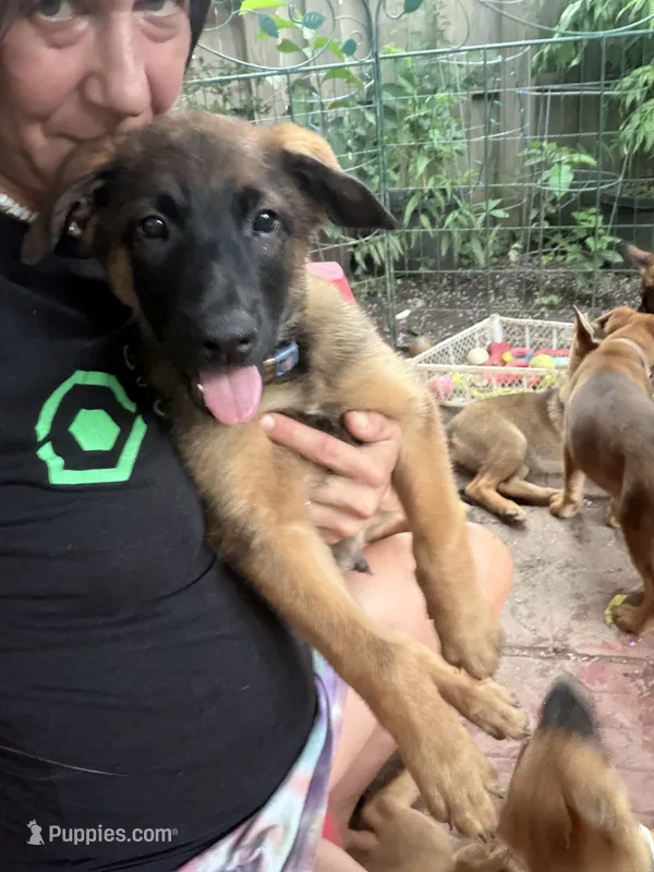 Mocha – Belgian Malinois, German Shepherd Dog puppy for sale in Cockeysville, MD