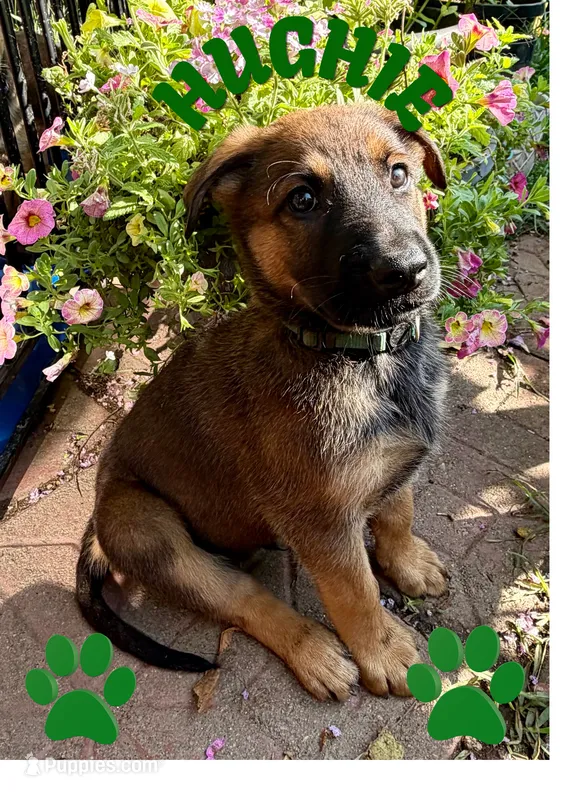 Hughie – Belgian Malinois, German Shepherd Dog puppy for sale in Cockeysville, MD